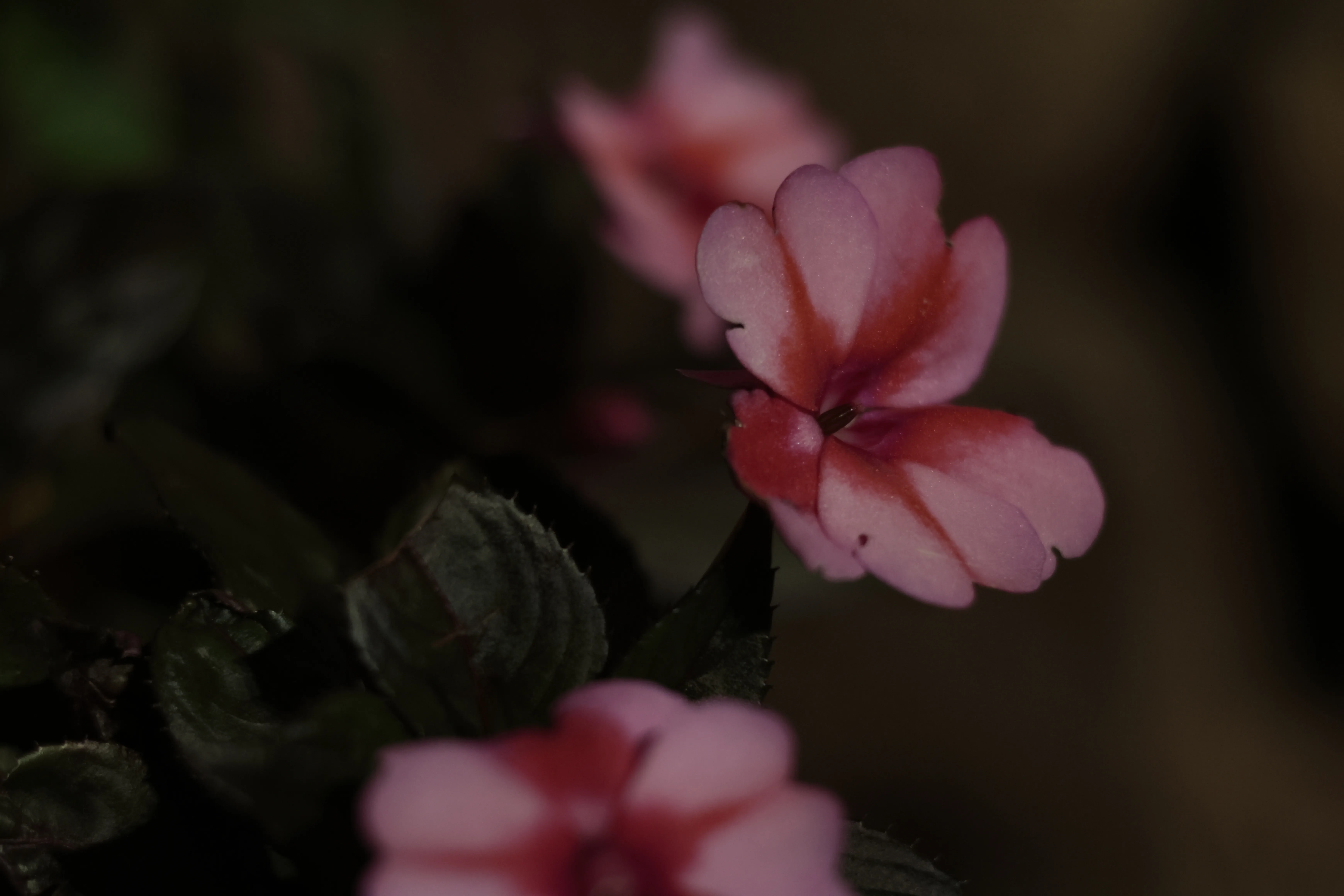 Zenith Helios-77M-4 1,850 (VOMZ) - _I4A0658.webp